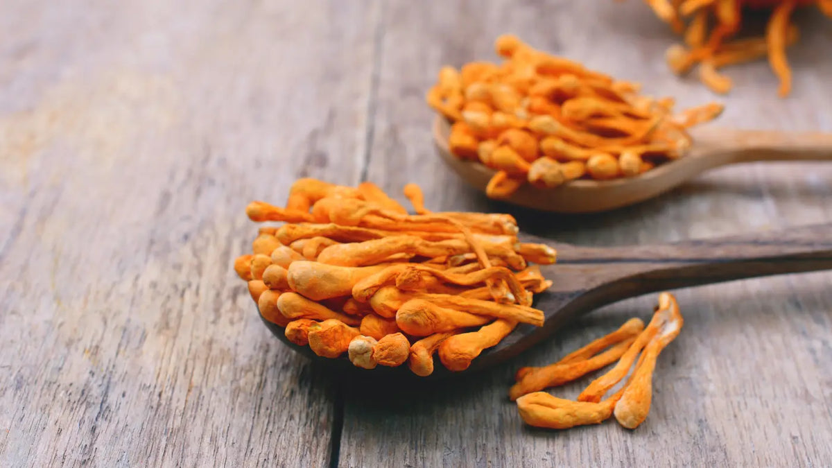 Οφέλη, δοσολογία και παρενέργειες του Cordyceps - Κόρντισεπς