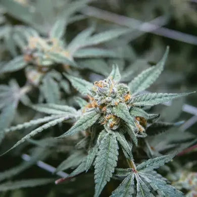 φαρμακευτική - θεραπευτική κάνναβη