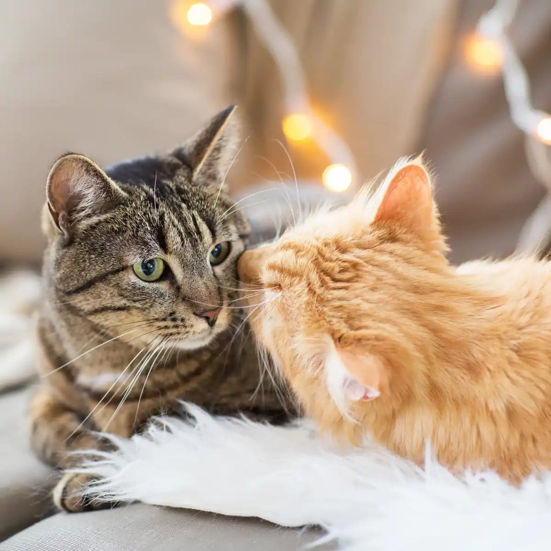 CBD για Γάτες