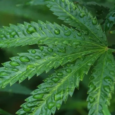 Hemp Oil