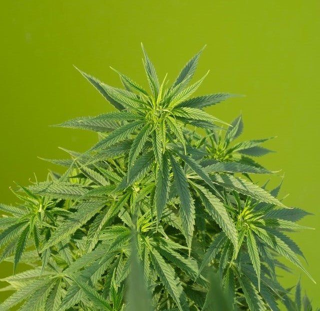 Τι είναι τα κανναβινοειδή; Και πως λειτουργούν;