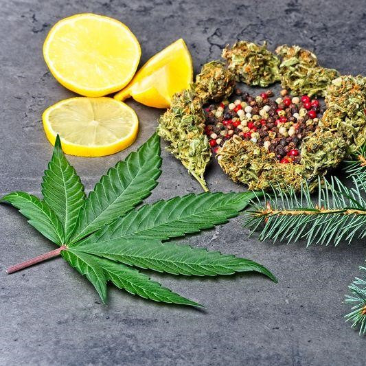 τι ειναι τα τερπενια