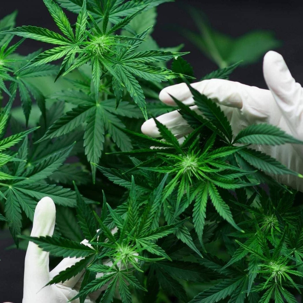 cbd oil παρενέργειες - κανναβιδιολης