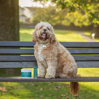 ΕΙΝΑΙ Η CBD ΑΣΦΑΛΗΣ ΓΙΑ ΤΑ ΚΑΤΟΙΚΙΔΙΑ ΖΩΑ;