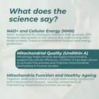 Mitochondria supplement
